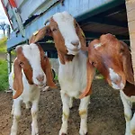 Leopold In Der Grub Ort im Innkreis