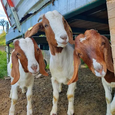 Leopold In Der Grub Ort im Innkreis