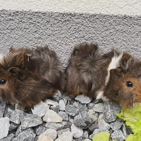 Leopold In Der Grub
