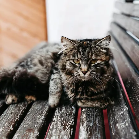 Leopold In Der Grub *