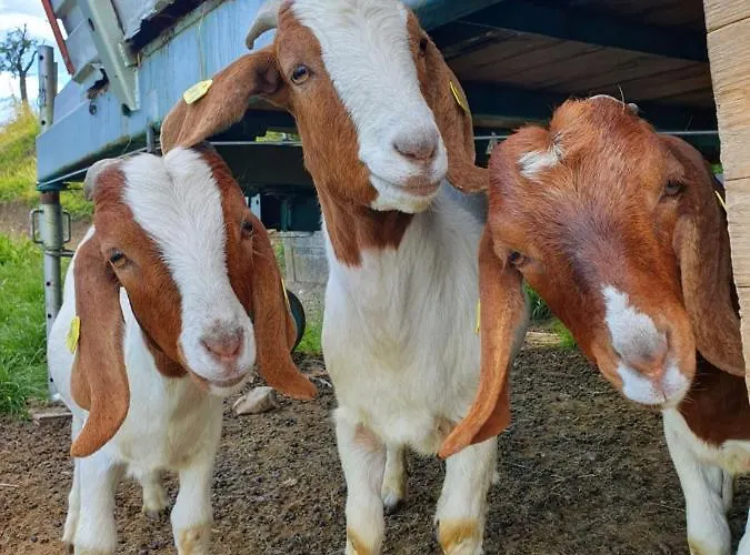 Leopold In Der Grub Ort im Innkreis